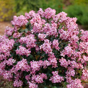 La Vida Mas Indian hawthorn in a nursery container