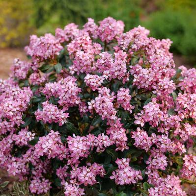 La Vida Mas Indian hawthorn in a nursery container