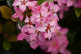 La Vida Mas Indian hawthorn in a nursery container