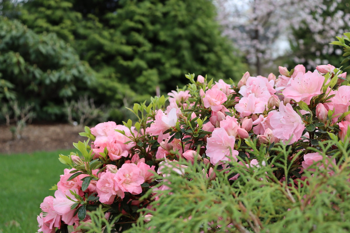 Pink reblooming azalea in a nursery pot