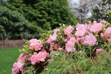 Pink reblooming azalea in a nursery pot