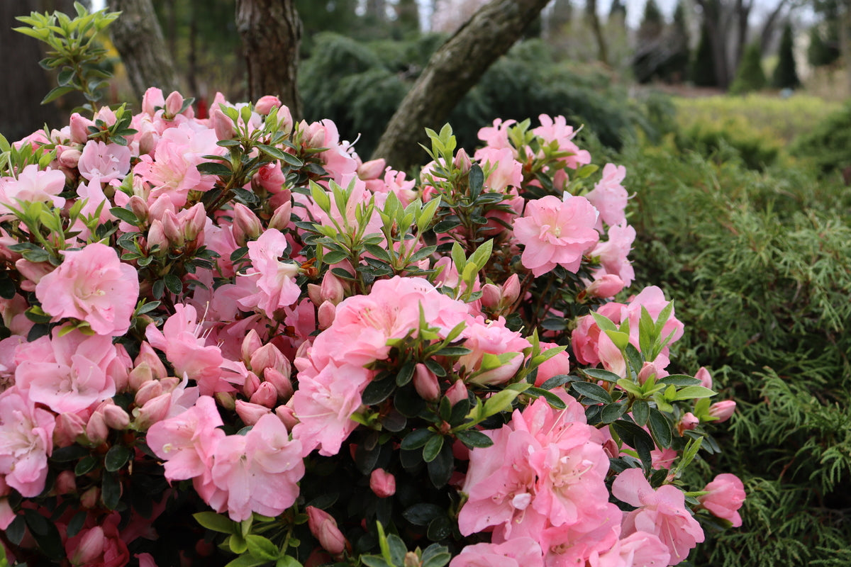 Proven Winners Rhododendron Perfecto Mundo Azalea - Thumbnail 5