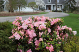 Pink Perfecto Mundo azalea in a pot, blooming with pink flowers