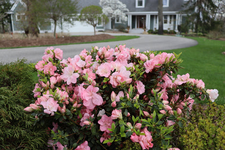 Pink Perfecto Mundo azalea in a pot, blooming with pink flowers
