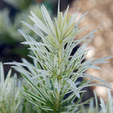 Podocarpus Roman Candle in a nursery pot