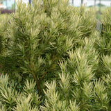 Podocarpus Roman Candle® in a nursery pot
