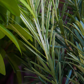 Podocarpus Roman Candle® in a nursery pot