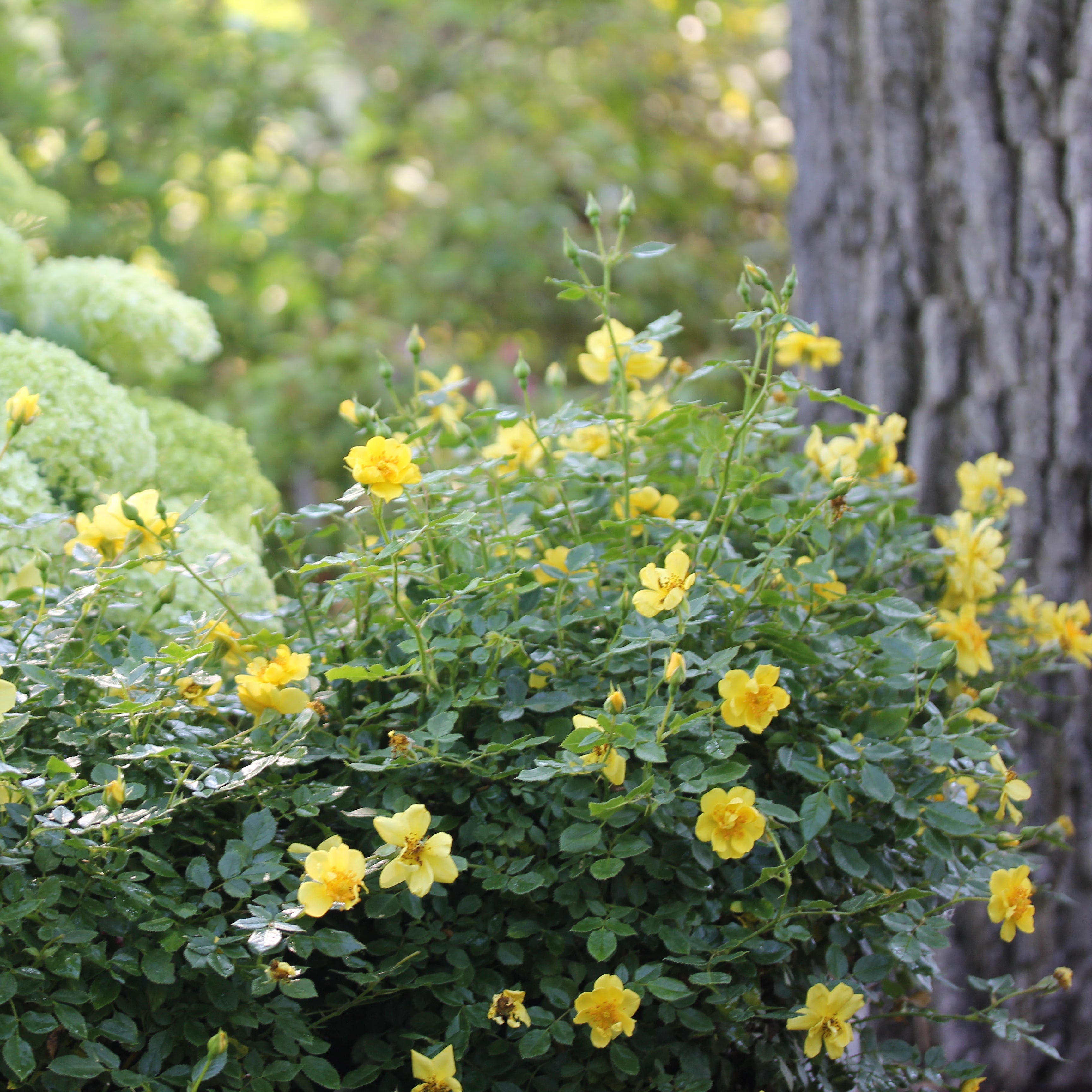 Oso Easy Lemon Zest® Rose | Proven Winners® – Creekside Nursery, Inc