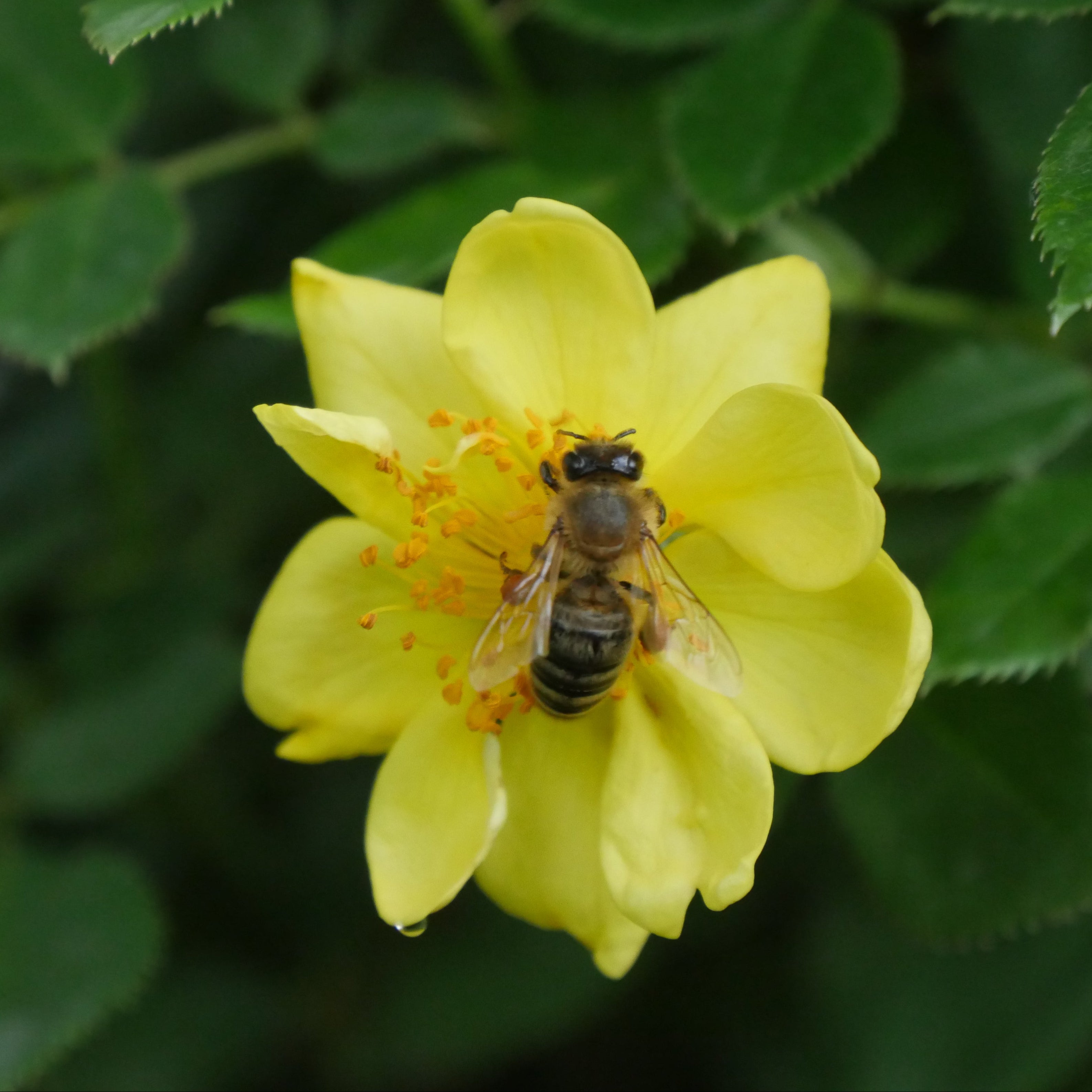 roselove6さま レモン RC オレンジ Oranges 'n' Lemons Shrub Rose | Heirloom Roses