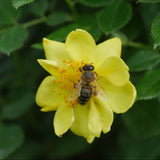 Oso Easy Lemon Zest rose in bloom with yellow flowers