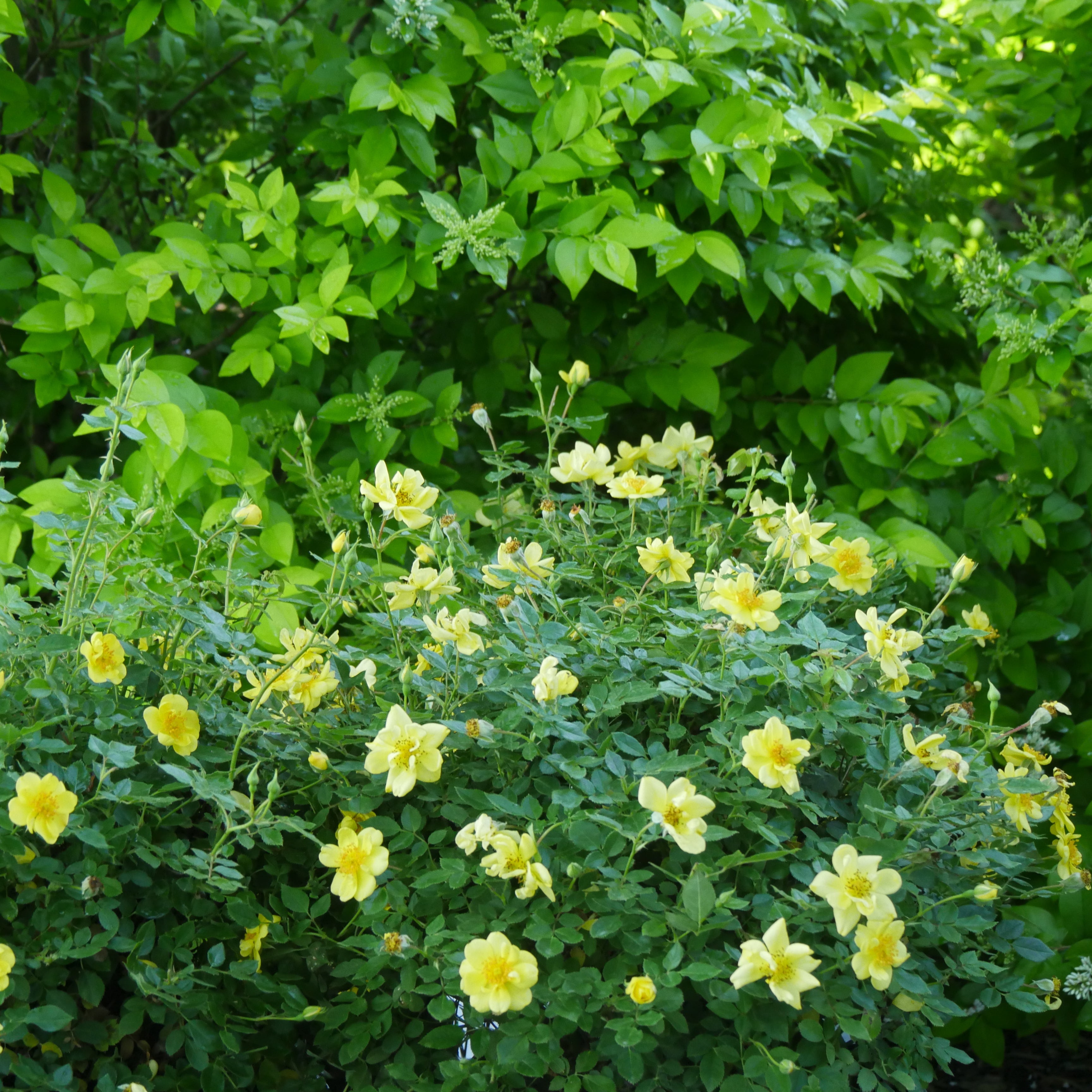 Oso Easy Lemon Zest® Rose | Proven Winners® – Creekside Nursery, Inc