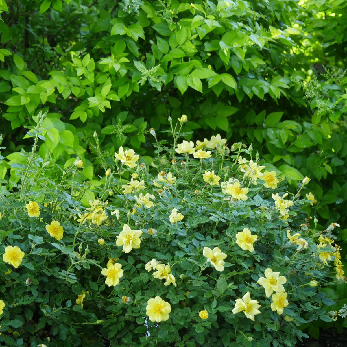 Yellow Oso Easy Lemon Zest rose in a pot