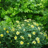 Yellow Oso Easy Lemon Zest rose in a pot