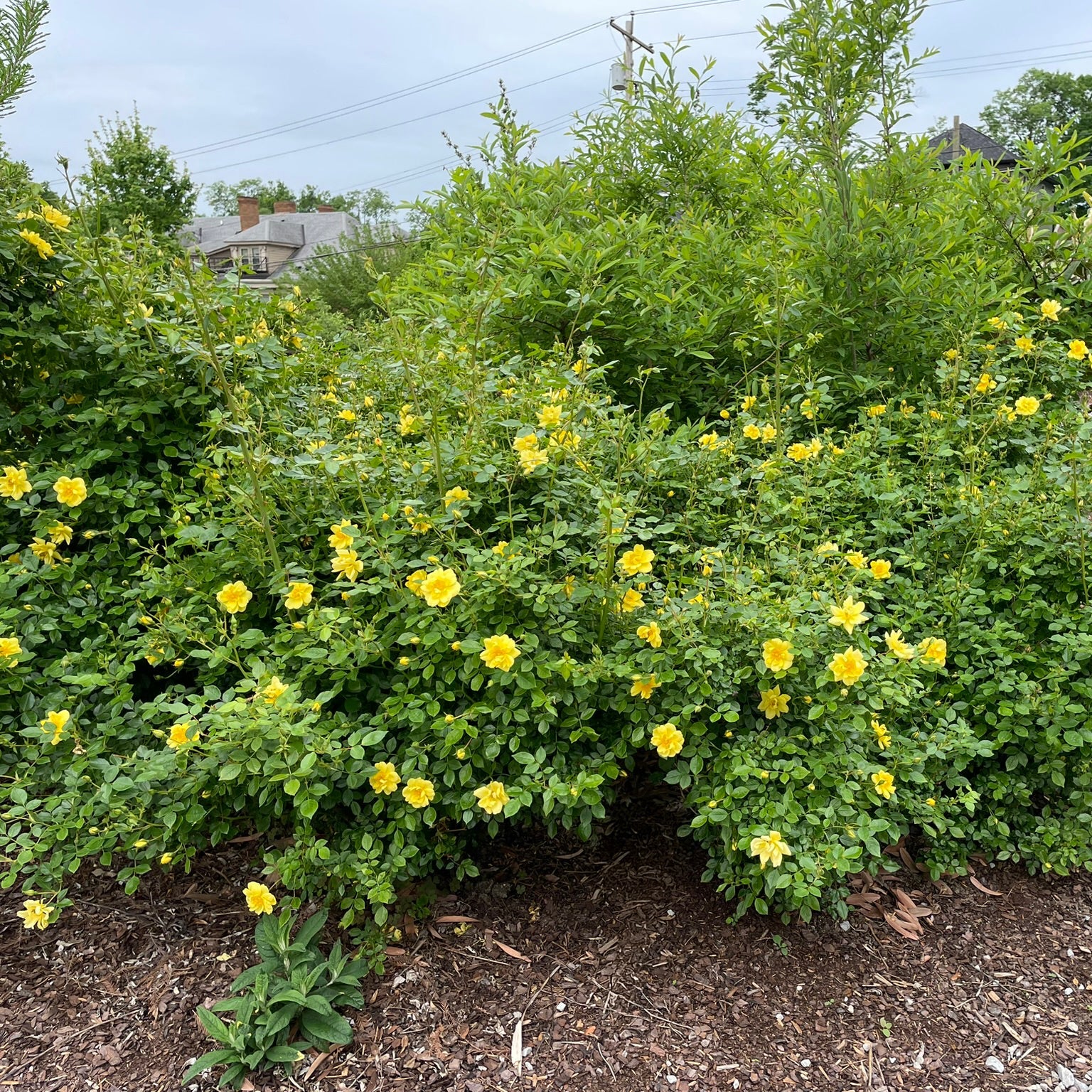 Oso Easy Lemon Zest® Rose | Proven Winners® – Creekside Nursery, Inc