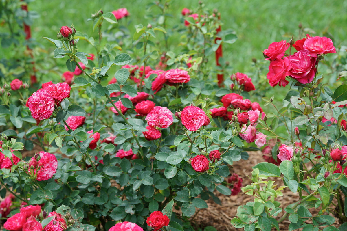 OSO EASY RED STRIPE® Landscape Rose | Proven Winners® – Creekside