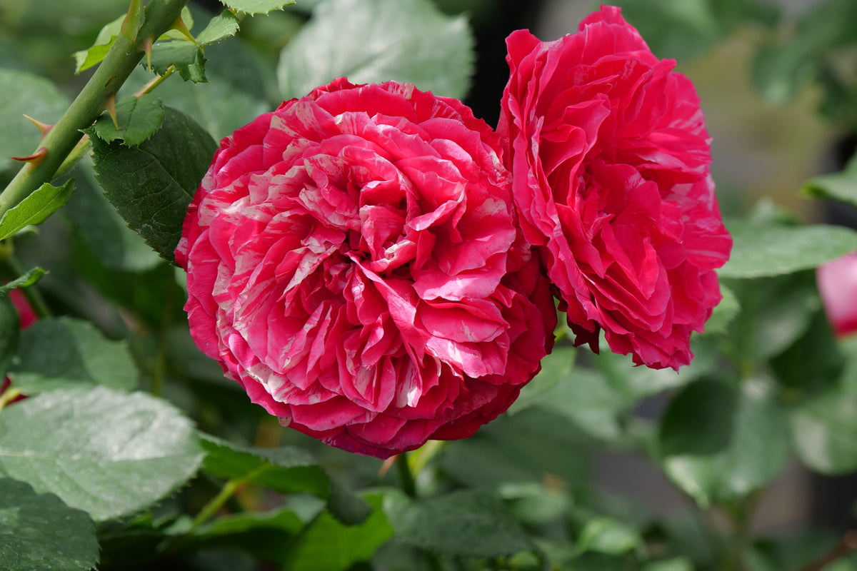 OSO EASY RED STRIPE® Landscape Rose | Proven Winners® – Creekside