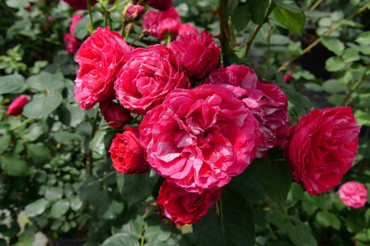OSO EASY RED STRIPE® Landscape Rose | Proven Winners® – Creekside