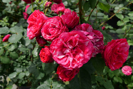 Red and pink striped Oso Easy Red Stripe rose bloom in pot