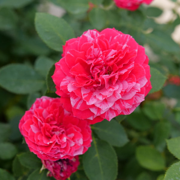 RosaOsoEasyRedStripeP1226352-