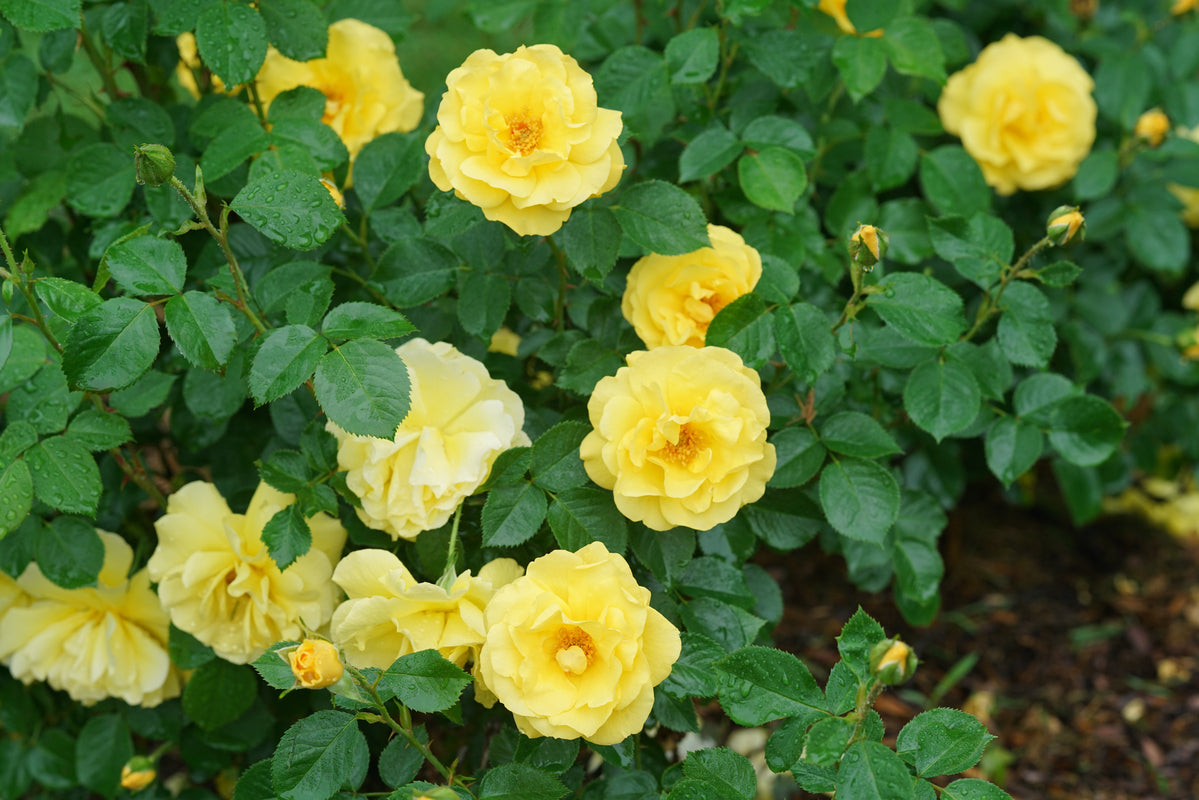Yellow garden rose blooms in a nursery pot