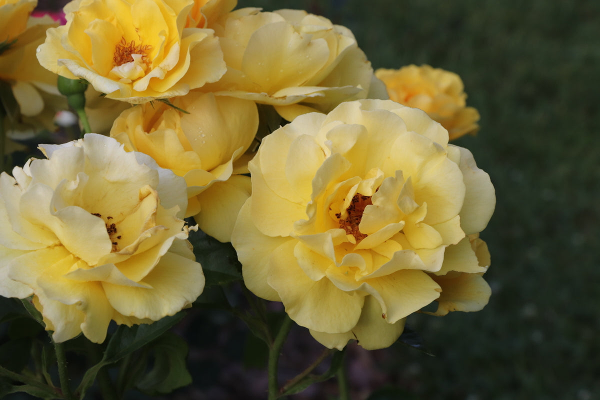 REMINISCENT® Yellow Garden Rose | Proven Winners® – Creekside