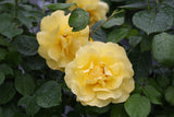 Yellow garden rose in bloom with green foliage