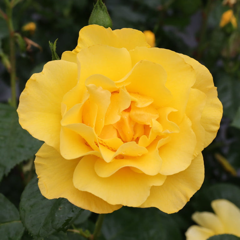 yellow rose pot plant REMINISCENT® Yellow Garden Rose
