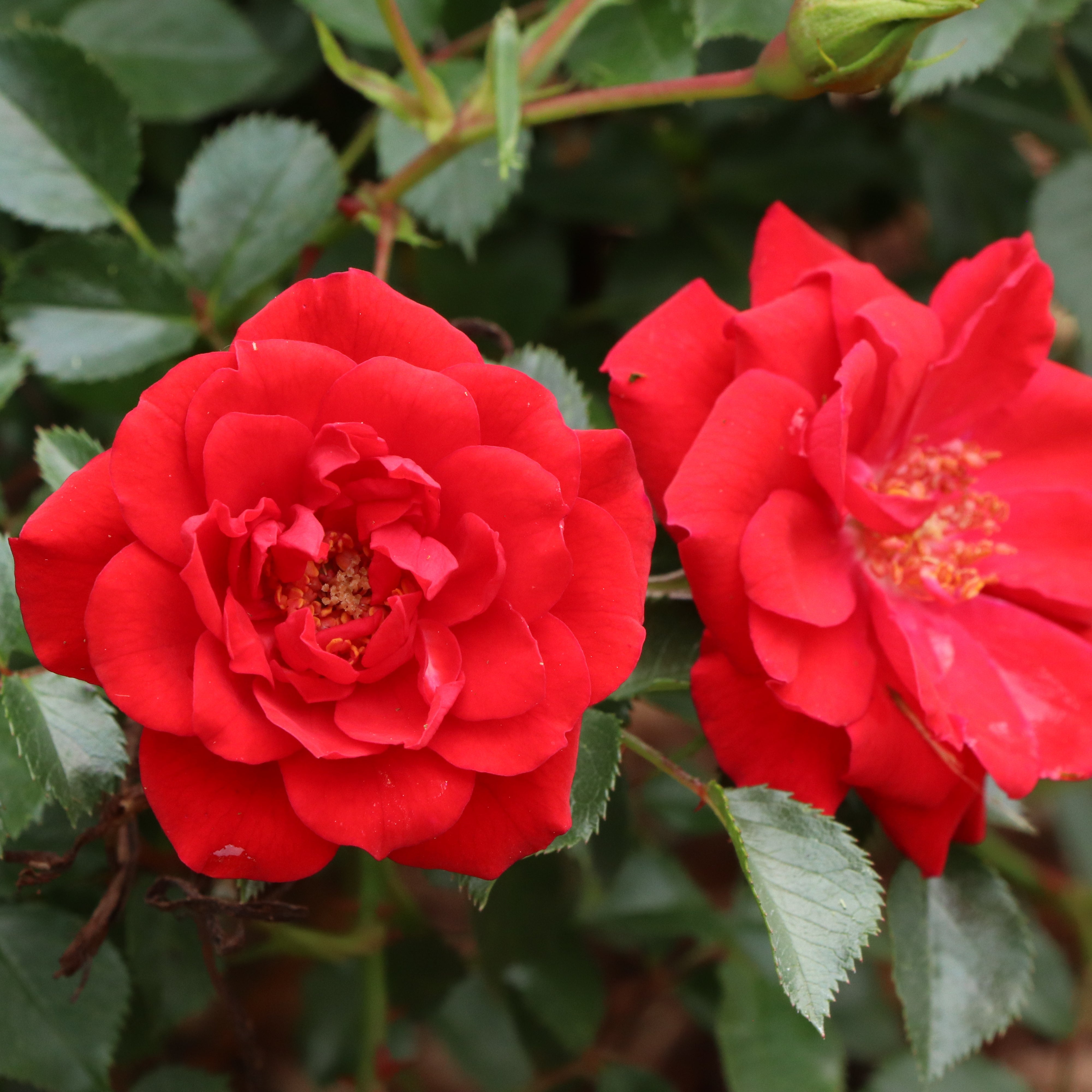 Oso Easy® Pathfinder™ Red Rose | Proven Winners® – Creekside
