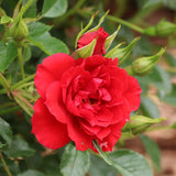 Red Oso Easy Pathfinder rose in a nursery pot
