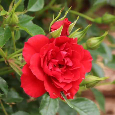 Red Oso Easy Pathfinder rose in a nursery pot