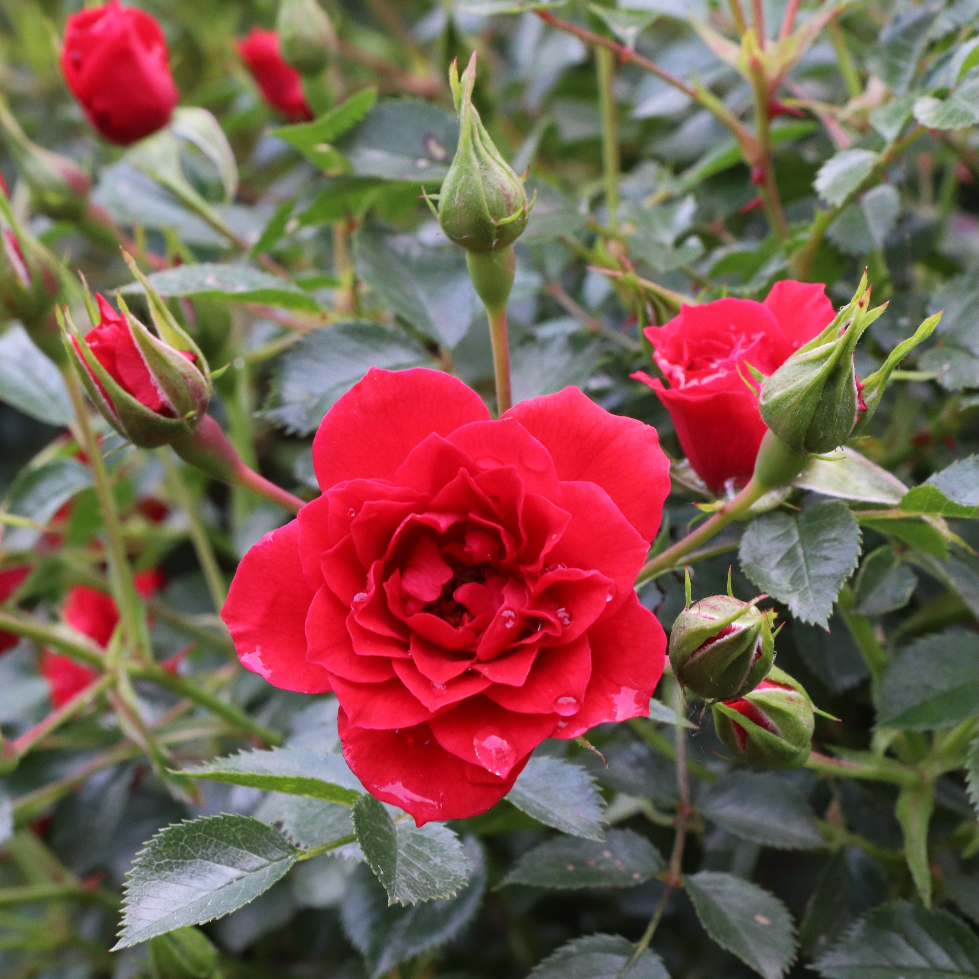Oso Easy® Pathfinder™ Red Rose | Proven Winners® – Creekside