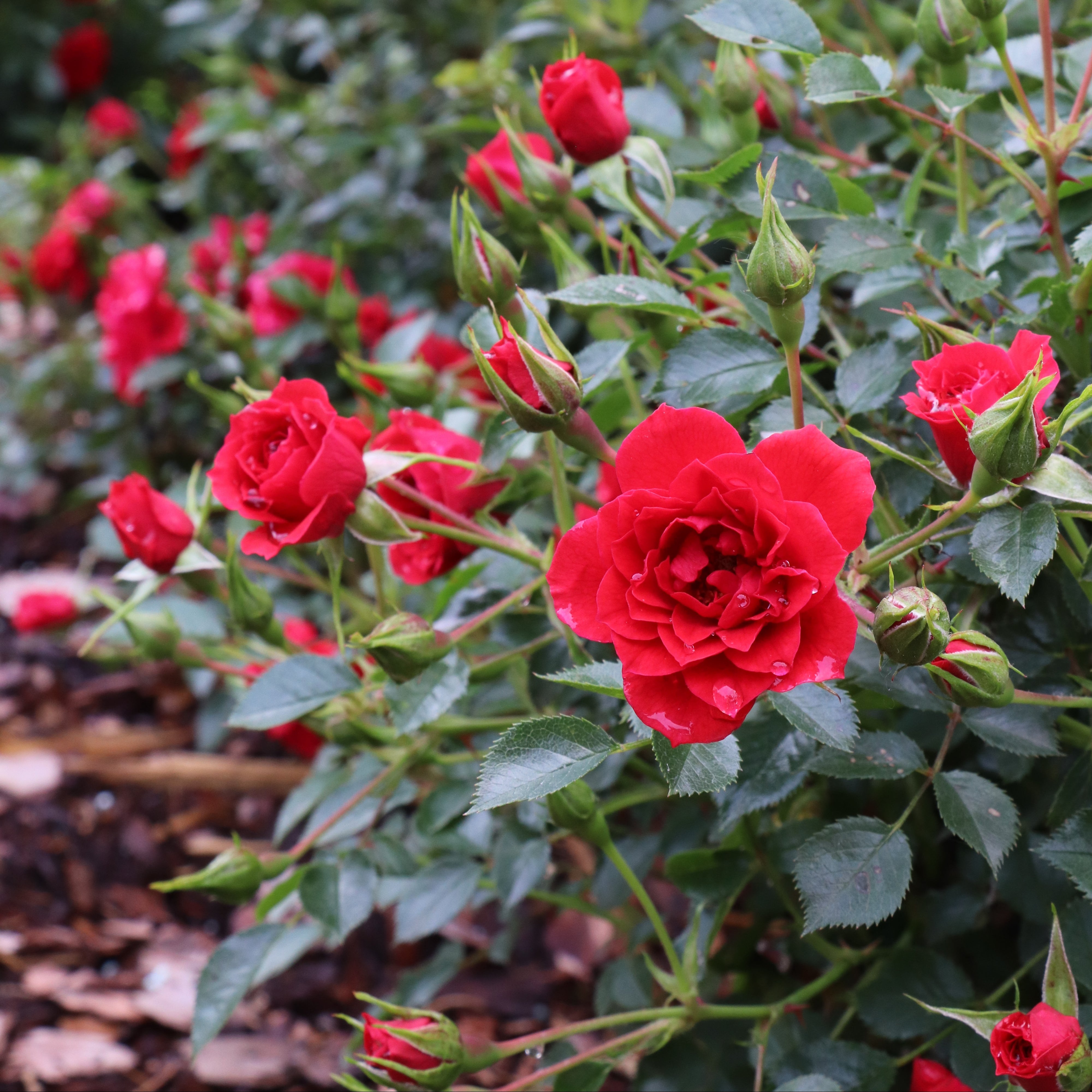 rosy monster パンドーロワンピース　ホワイト Oso Easy® Pathfinder™ Red Rose | Proven Winners® – Creekside