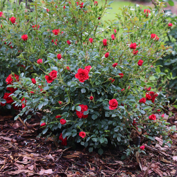 P roshop-ROSページ Oso Easy® Pathfinder™ Red Rose | Proven Winners® – Creekside