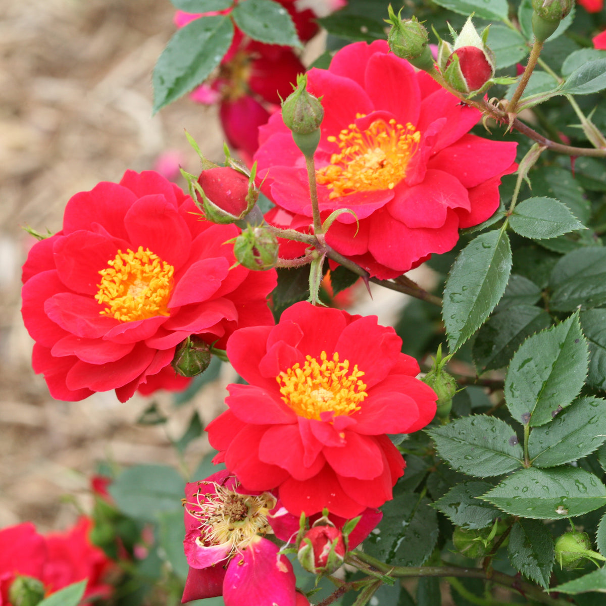 Oso Easy Urband Legend rose in a nursery pot