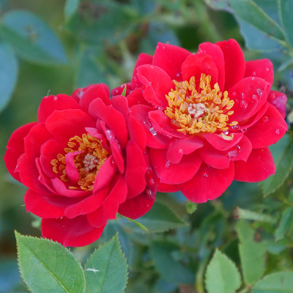 Oso Easy Urband Legend rose in a container