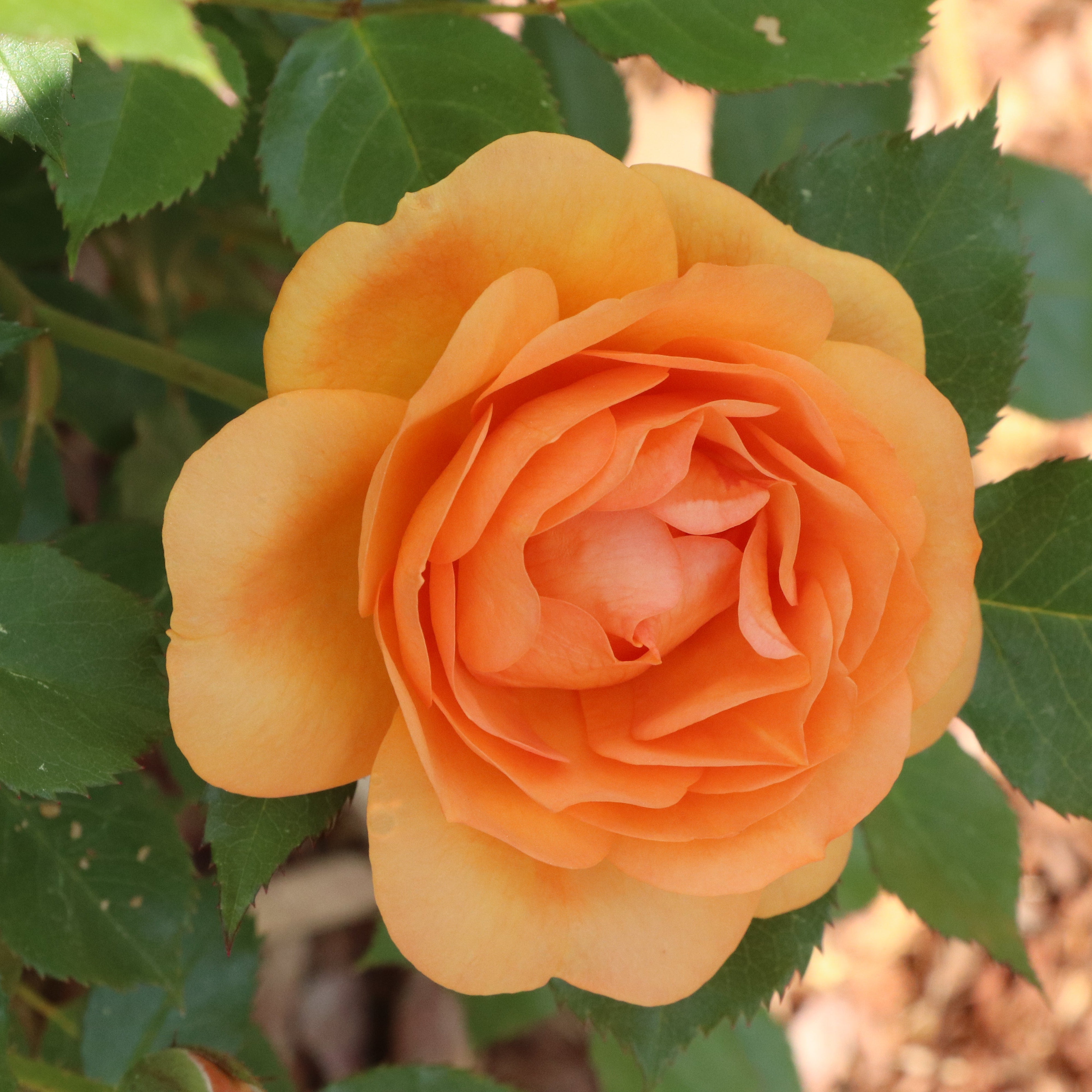 REMINISCENT® Ginger Rose | Proven Winners® – Creekside Nursery, Inc