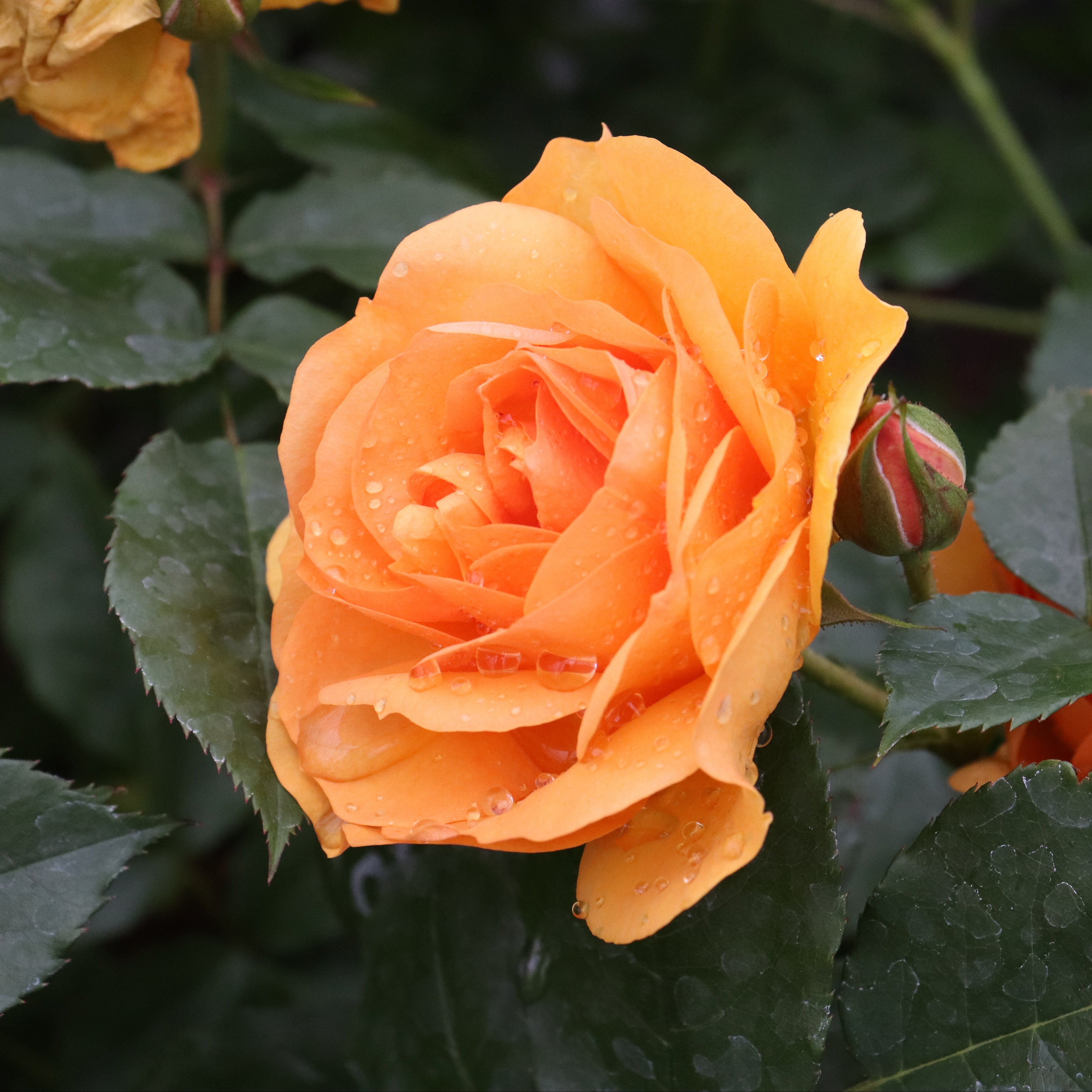 REMINISCENT® Ginger Rose | Proven Winners® – Creekside Nursery, Inc