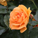 Reminiscent ginger rose plant in a pot with pink blooms