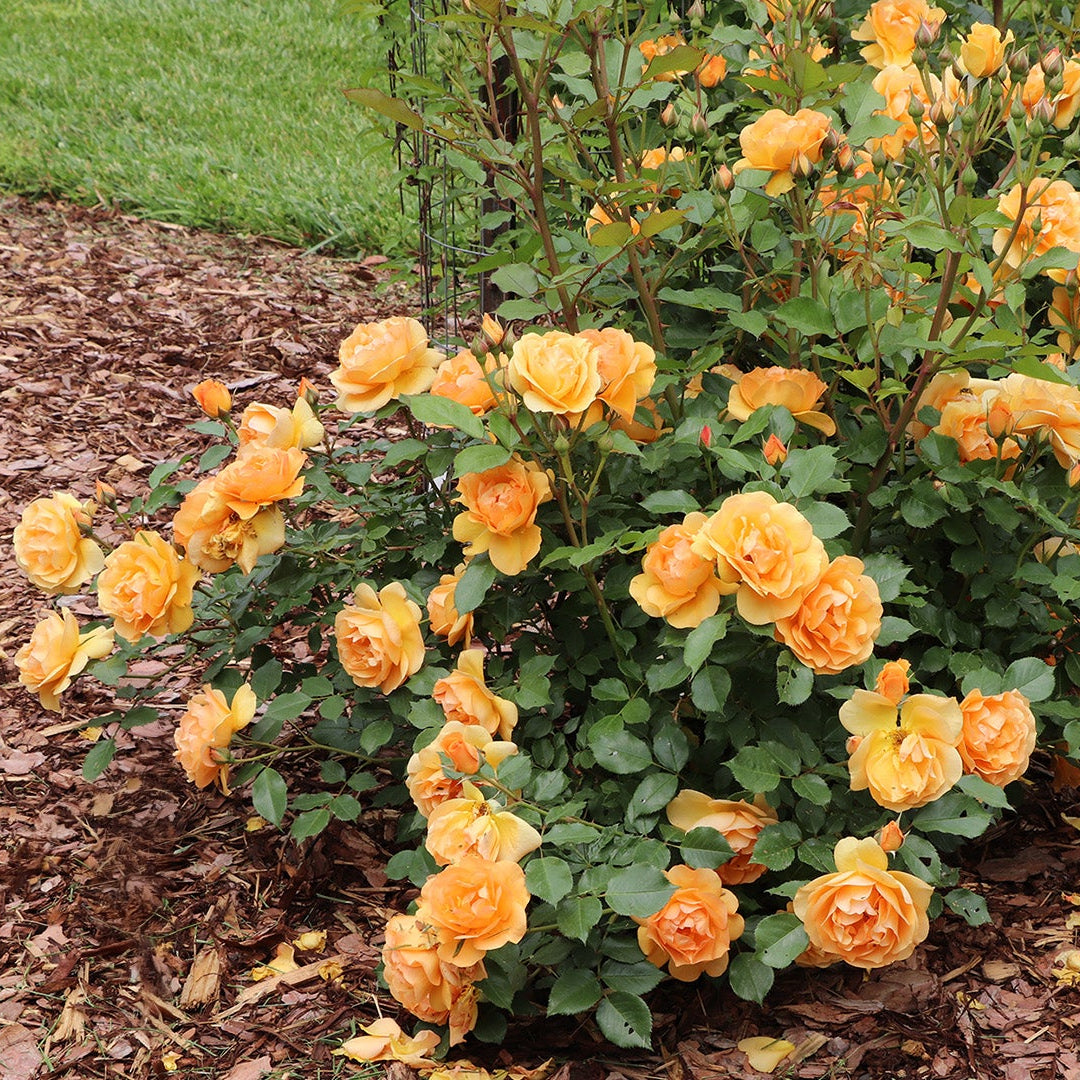 Pink Ginger Rose bloom with green foliage in a pot