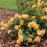 Pink Ginger Rose bloom with green foliage in a pot