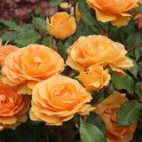 Reminiscent ginger rose plant with pink blooms in pot