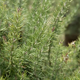 Rosemary Chef’s Choice in a nursery pot