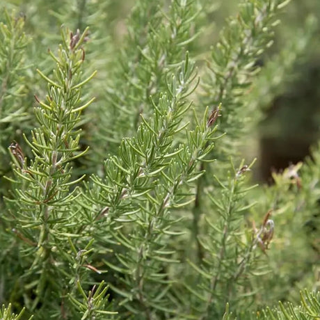 Rosemary Chef’s Choice in a nursery pot