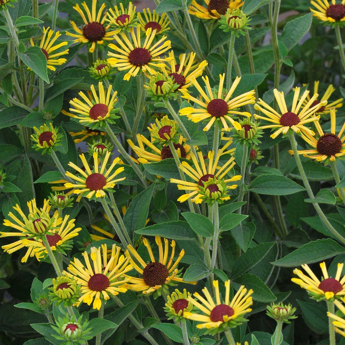 Little Henry' rudbeckia blooming in a pot