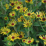 Little Henry' rudbeckia blooming in a pot