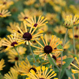 Little Henry rudbeckia in bloom with yellow flowers