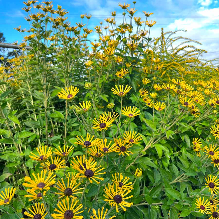 Little Henry rudbeckia in bloom with yellow flowers