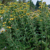 Little Henry Rudbeckia in a nursery pot