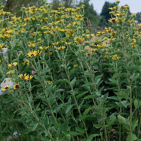 Little Henry Rudbeckia in a nursery pot