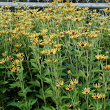 Little Henry rudbeckia with yellow blooms in a pot